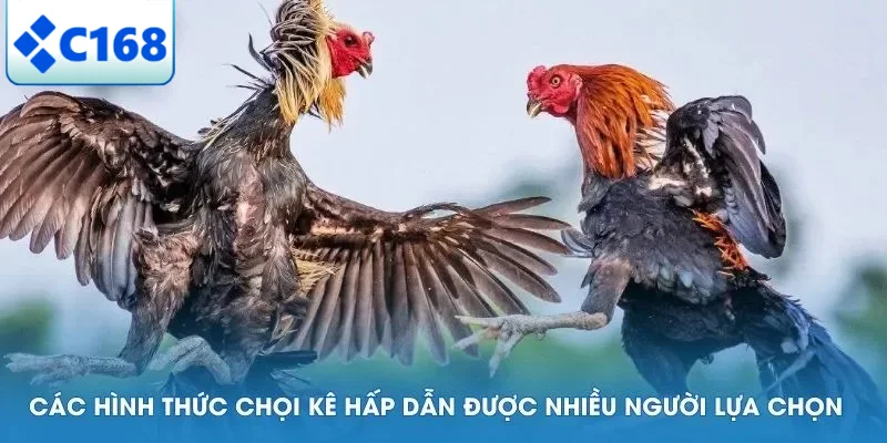 Các hình thức chọi kê hấp dẫn được nhiều người lựa chọn