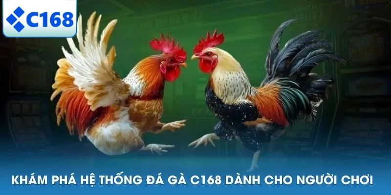 Khám phá hệ thống đá gà C168 dành cho người chơi